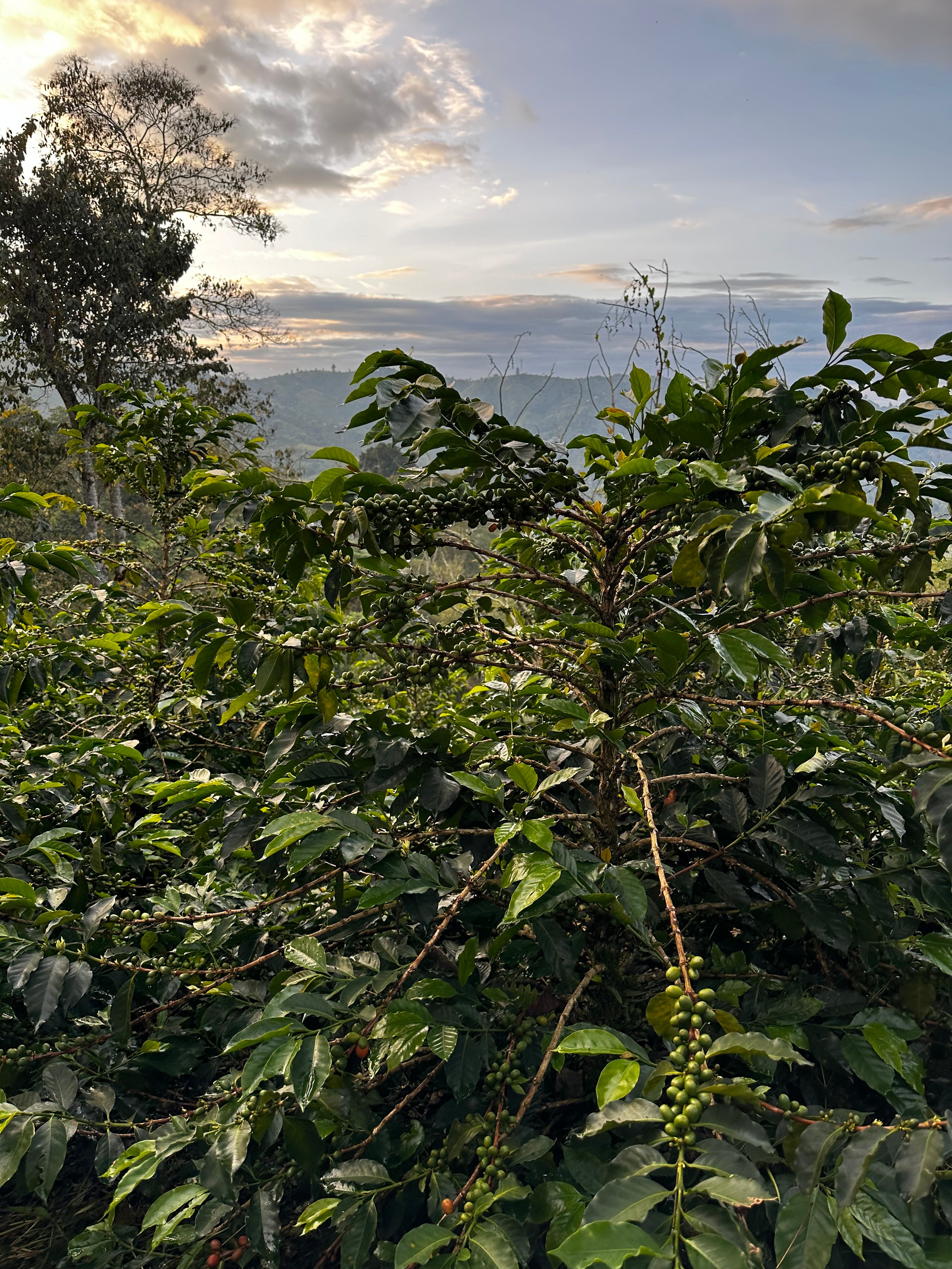 El Tesoro - Colombia - Washed Tabi