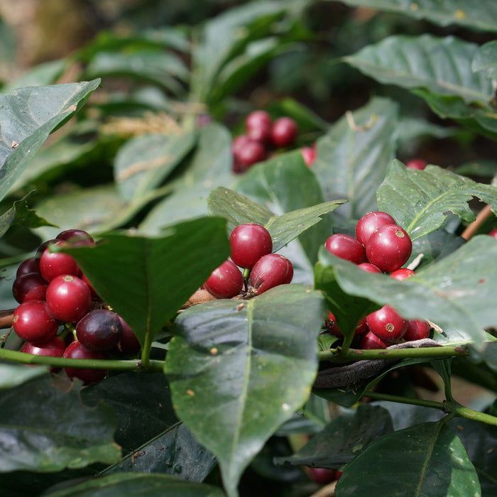 Sustainable Profile Coffee - Ecuador