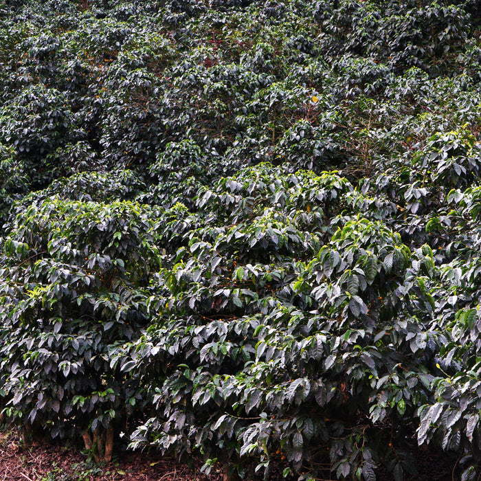 El Socorro - Guatemala - Washed Pacamara