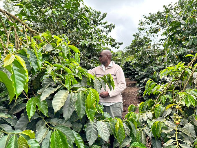 Sustainable Profile Coffee - Kenya